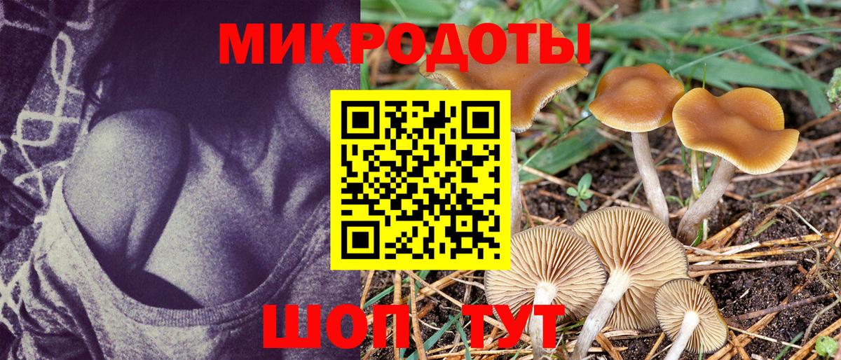Галлюциногенные грибы Psilocybine cubensis Гусиноозёрск